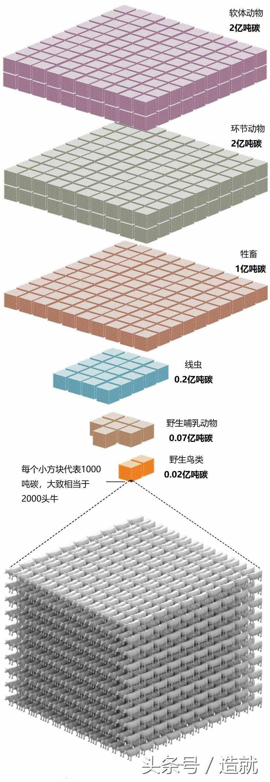 一張圖概括地球上所有生命，人類的存在使動(dòng)物滅絕加快了10000倍