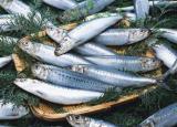 今日更新沙丁魚的營養(yǎng)價(jià)值（沙丁魚的營養(yǎng)到底有多驚人）
