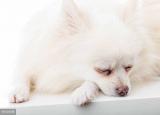今日更新博美犬美容（不用花錢美容）