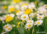 今日更新什么的蒲公英（綻放的蒲公英）