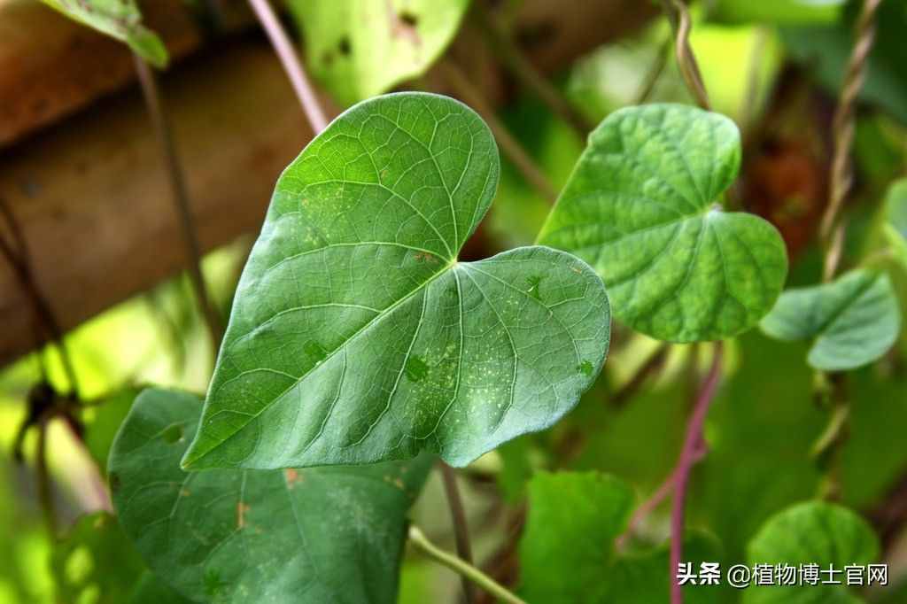 植物的葉子有哪些功能？可不是只有光合作用一種