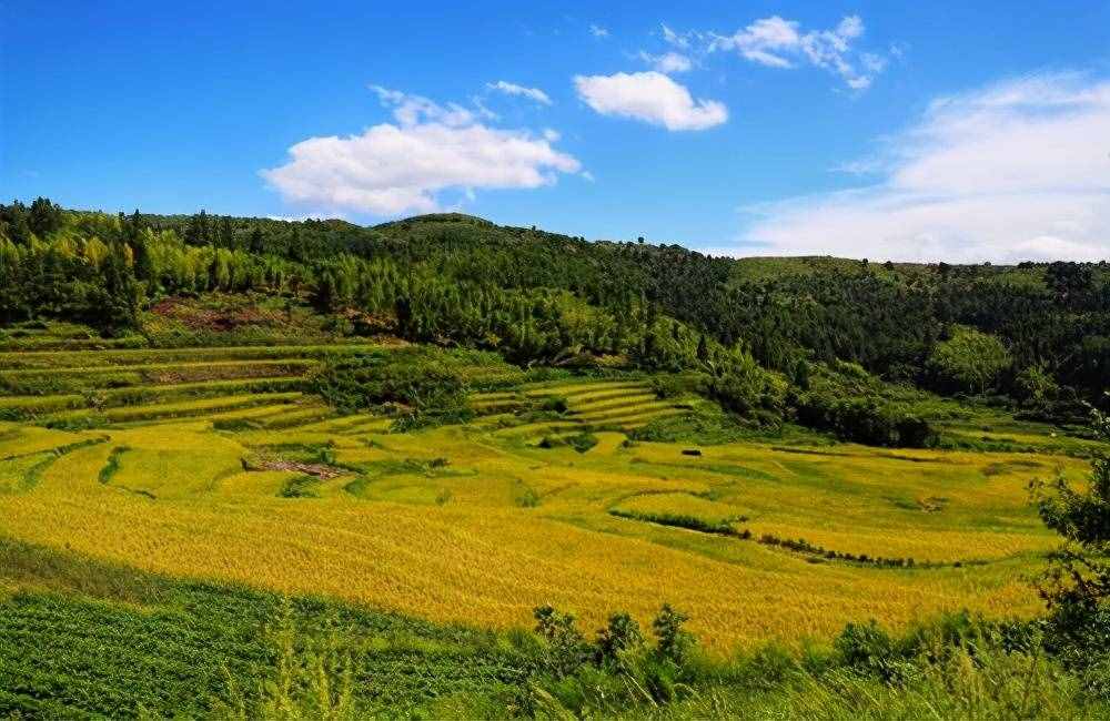 在當(dāng)前的農(nóng)村形勢下，有五個稀缺的創(chuàng)業(yè)方向，做好了還是能賺到錢