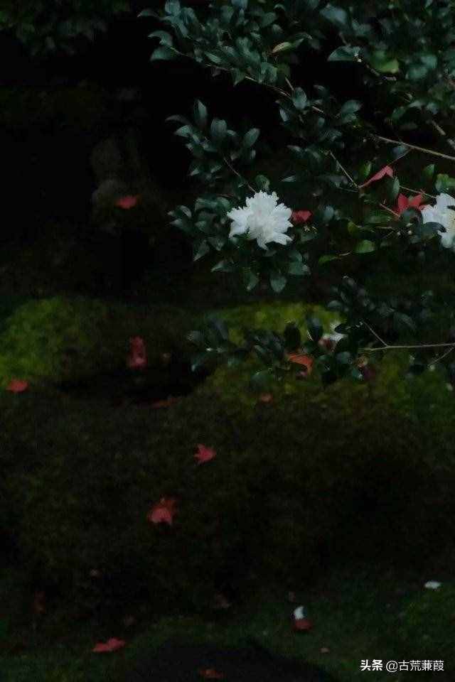 千般思緒愛擱淺，落筆為安情淡然