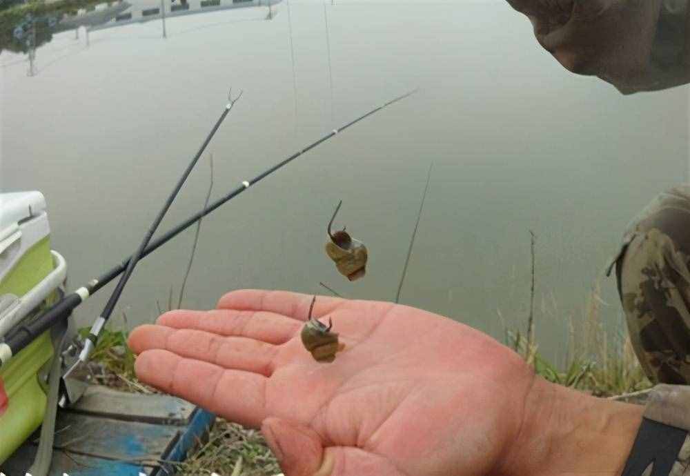 不是只有玉米才能釣鯉魚(yú)，這些野釣鯉魚(yú)的配方，效果也不錯(cuò)