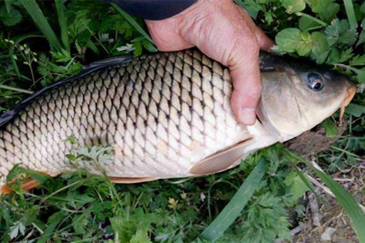 不是只有玉米才能釣鯉魚(yú)，這些野釣鯉魚(yú)的配方，效果也不錯(cuò)