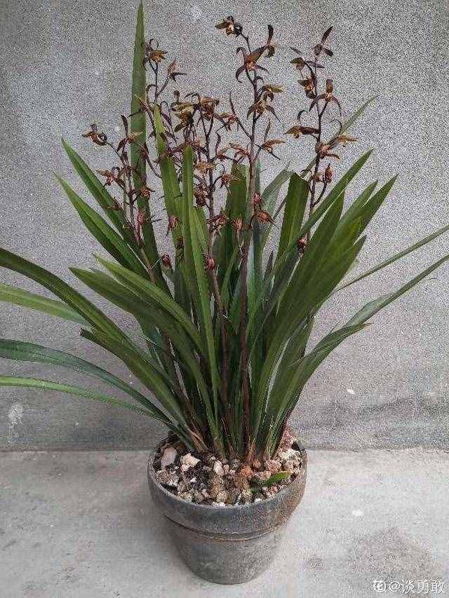 家里養(yǎng)蘭花，做好這4點(diǎn)，想養(yǎng)死都難
