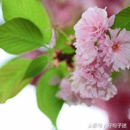 文藝小清新唯美的短句，句句走心，拿去發(fā)朋友圈！