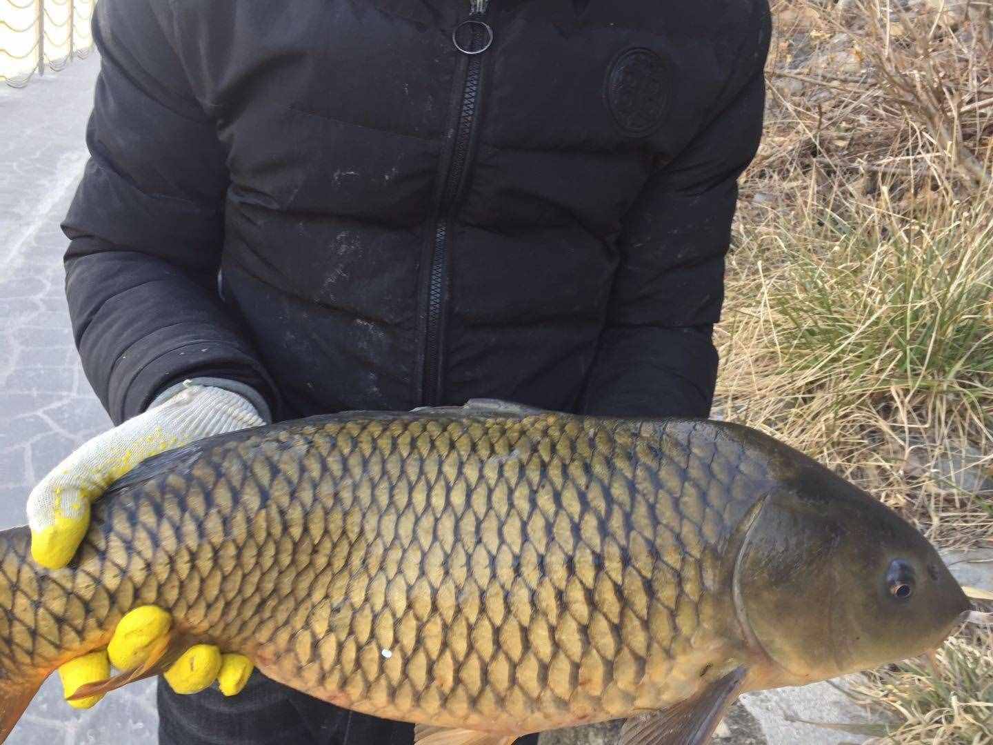 想釣大鯉魚，先掌握這六個作釣技巧你再試試看，釣不好你找我！