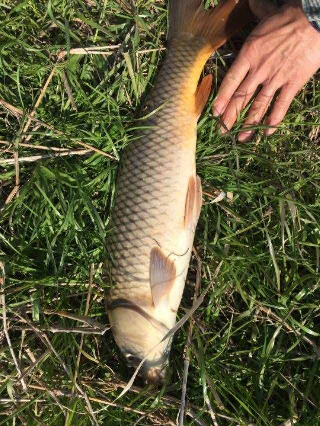 想釣大鯉魚，先掌握這六個作釣技巧你再試試看，釣不好你找我！