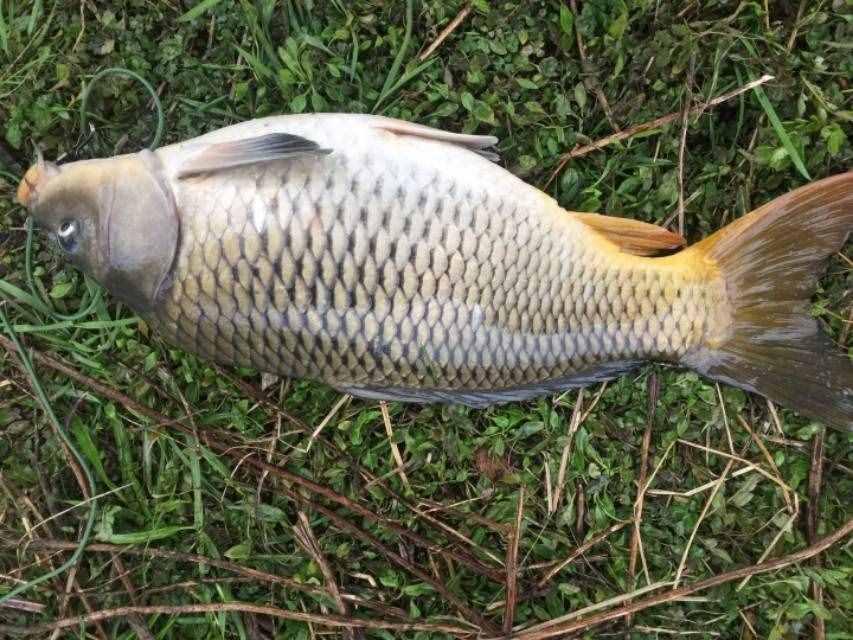 想釣大鯉魚，先掌握這六個作釣技巧你再試試看，釣不好你找我！