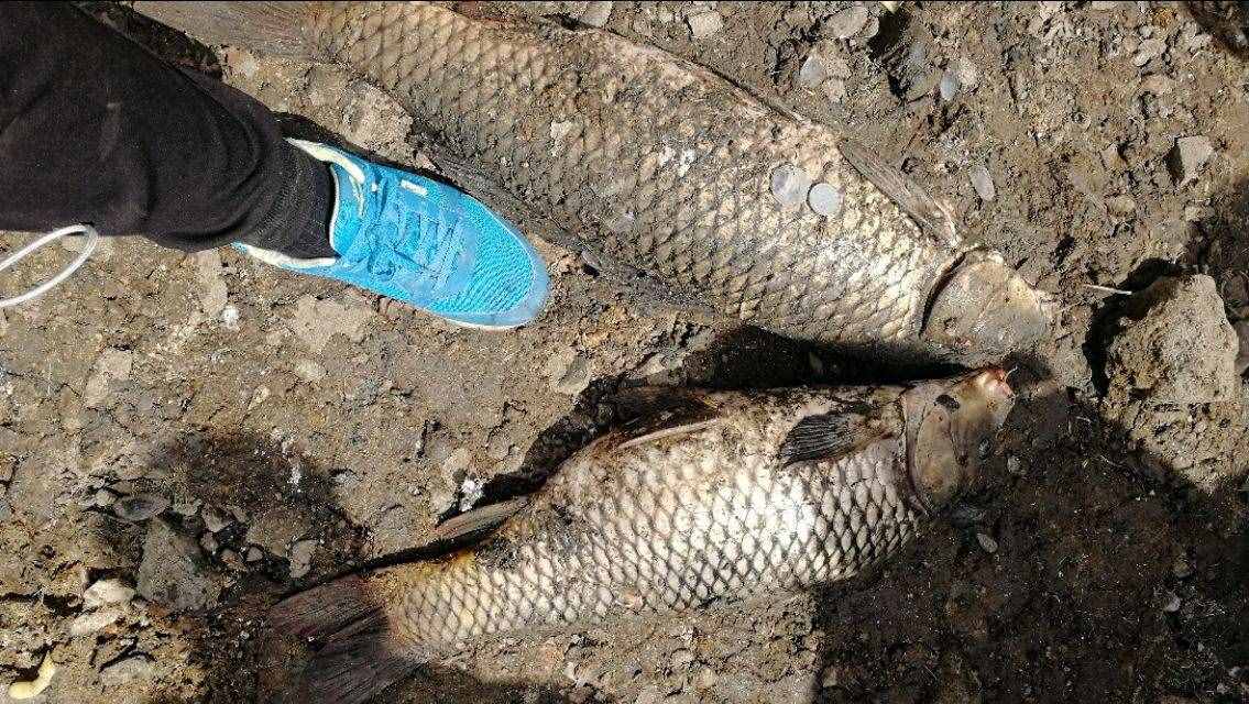 想釣大鯉魚，先掌握這六個作釣技巧你再試試看，釣不好你找我！