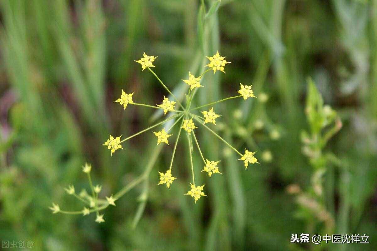 從患者那得來一張治膽囊結(jié)石秘方，初看不以為意，細(xì)思只有佩服