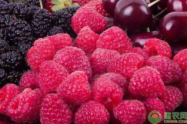 農(nóng)作物傳播種子的方法有哪些？除了這6種你還知道其它的嗎