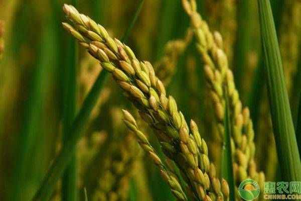 農(nóng)作物傳播種子的方法有哪些？除了這6種你還知道其它的嗎