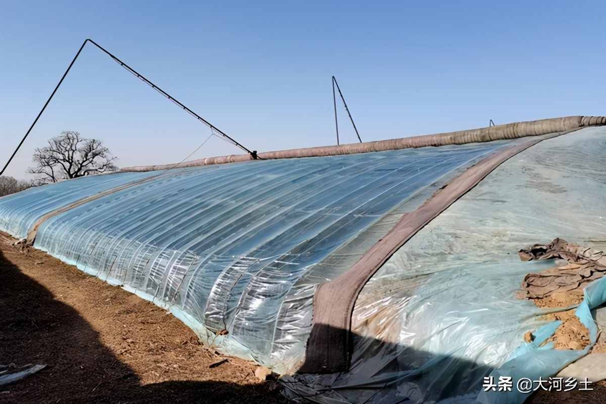 大叔種8分地大棚香椿，第一年掙了12萬，今年的行情讓他著急了