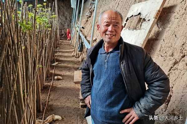 大叔種8分地大棚香椿，第一年掙了12萬，今年的行情讓他著急了