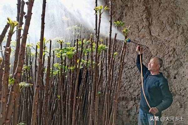 大叔種8分地大棚香椿，第一年掙了12萬，今年的行情讓他著急了