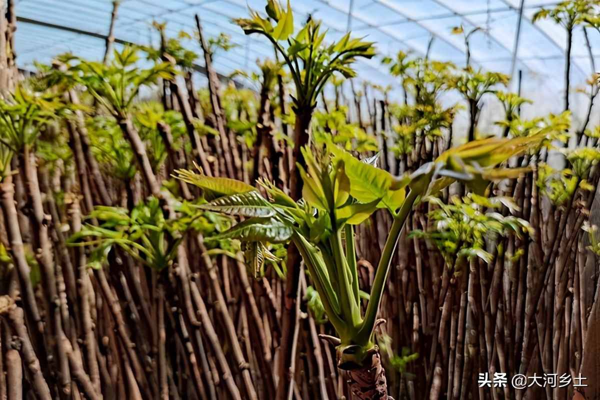 大叔種8分地大棚香椿，第一年掙了12萬，今年的行情讓他著急了