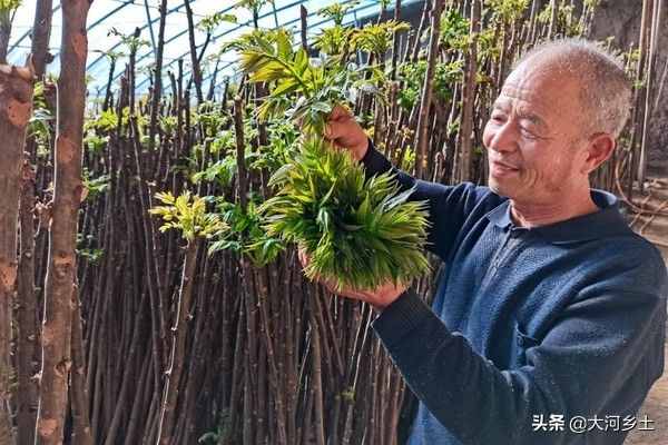 大叔種8分地大棚香椿，第一年掙了12萬，今年的行情讓他著急了
