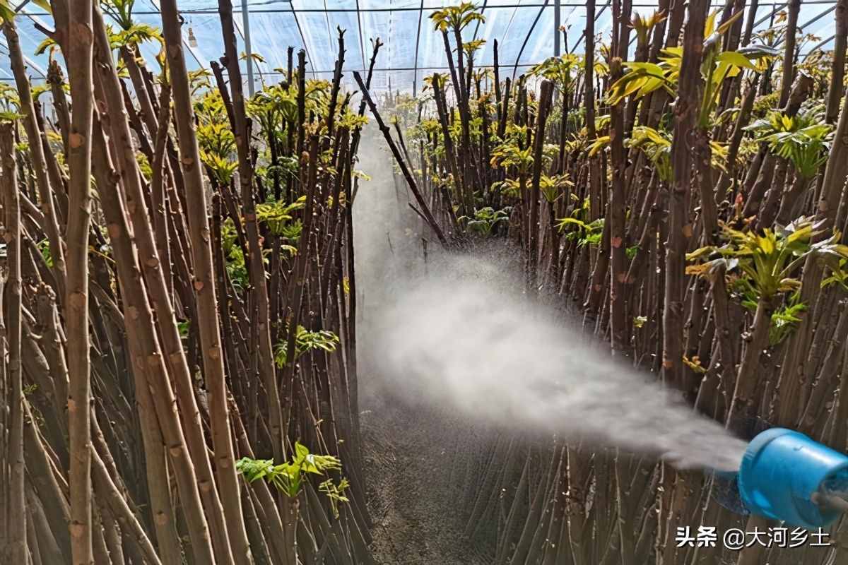 大叔種8分地大棚香椿，第一年掙了12萬，今年的行情讓他著急了