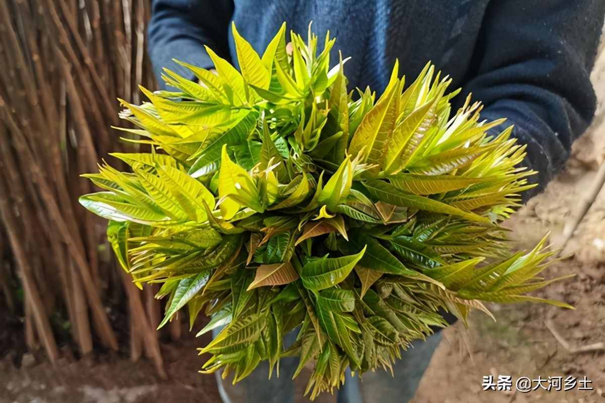 大叔種8分地大棚香椿，第一年掙了12萬，今年的行情讓他著急了