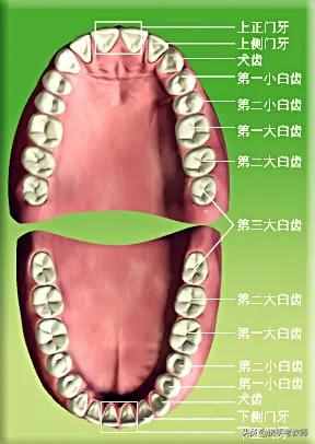 臼齒的“臼”怎么讀？