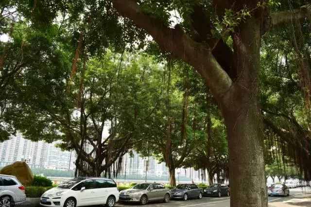 廣州的這8個(gè)小島，人少又免費(fèi)，適合大小情侶的去處