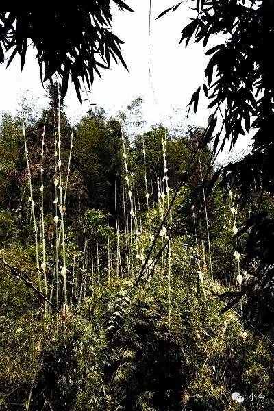 如何一天內(nèi)自駕玩轉(zhuǎn)蜀南竹海？