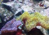 今日更新珊瑚是不是生物（珊瑚是不是生物）