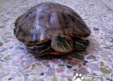 今日更新巴西龜冬天怎么養(yǎng)（龜是會(huì)冬眠的兩棲動(dòng)物）