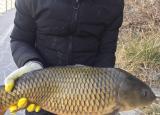 今日更新釣鯉魚技巧（想釣大鯉魚先掌握這六個作釣技巧你再試試看）