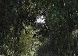 今日更新蜀南竹海自助游（如何一天內(nèi)自駕玩轉蜀南竹海）