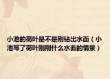 小池的荷葉是不是剛鉆出水面（小池寫了荷葉剛剛什么水面的情景）