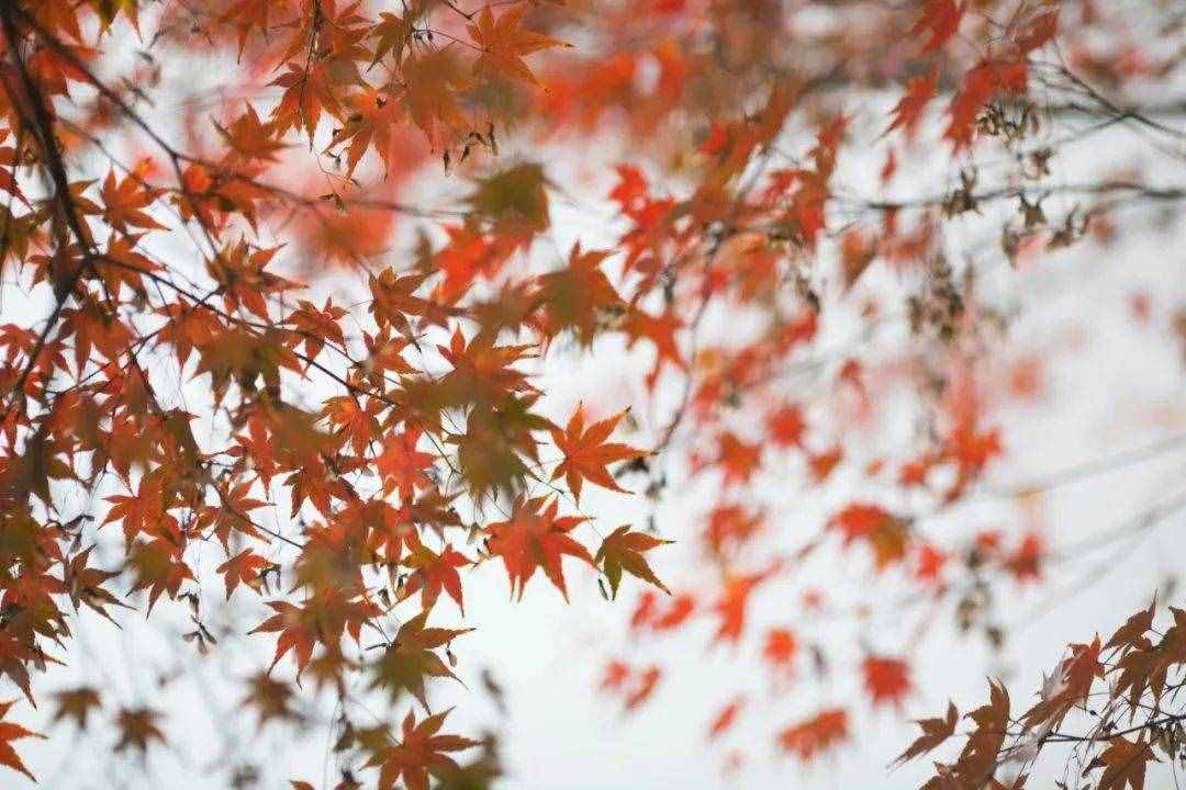 8首秋分詩(shī)詞：在詩(shī)詞里，走一趟秋天
