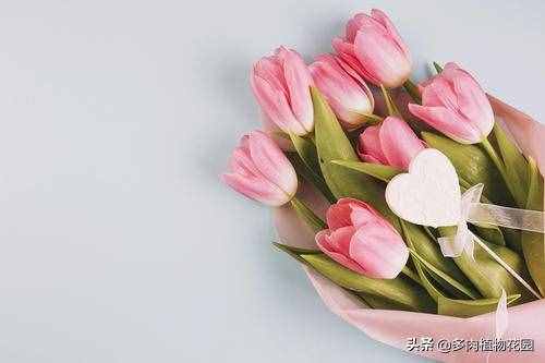 教師節(jié)，送給老師這些花吧