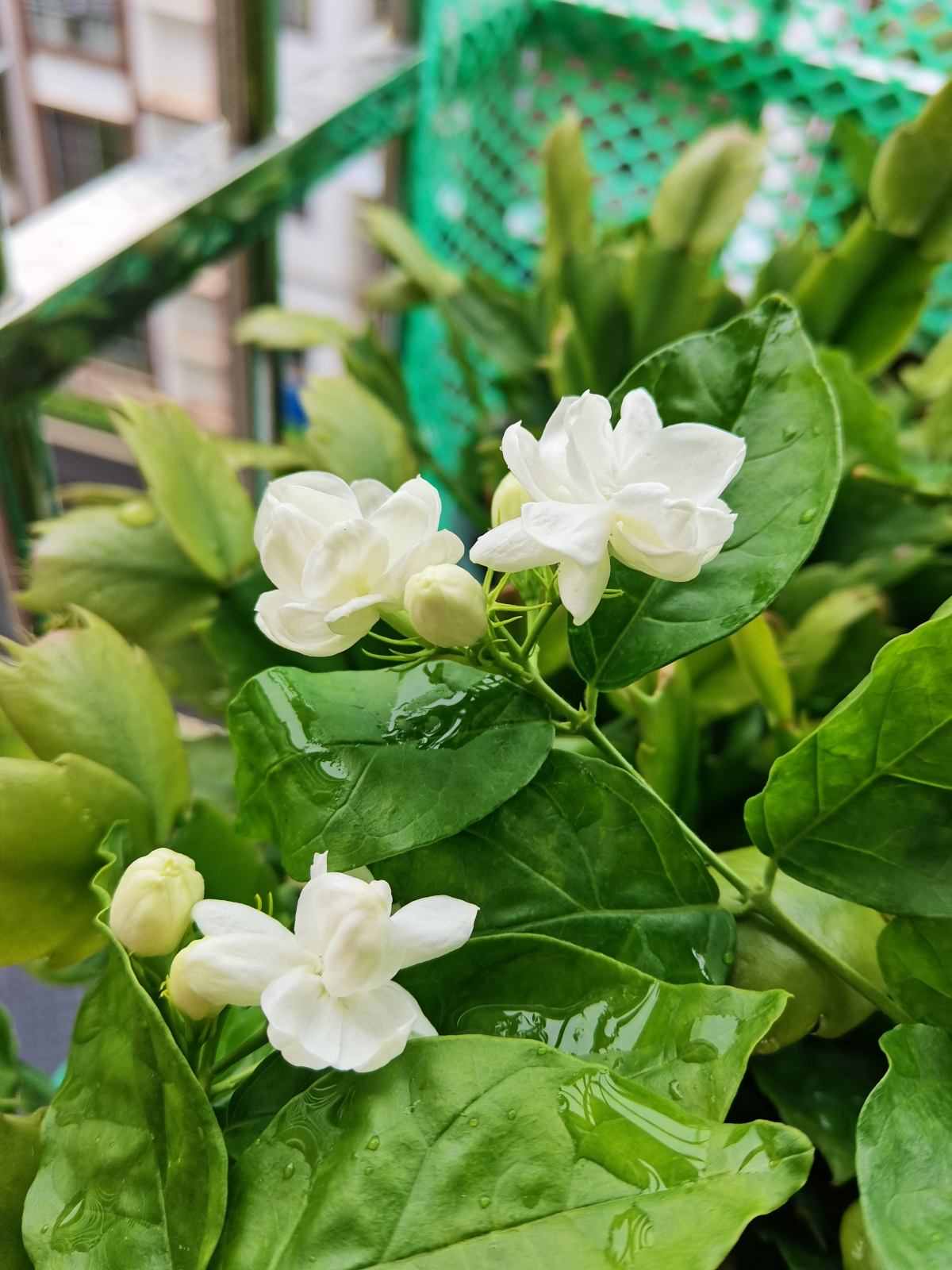養(yǎng)茉莉也要用心，記住3要點，才能花開爆盆