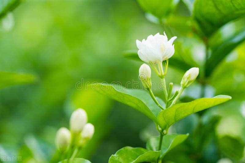 養(yǎng)茉莉也要用心，記住3要點，才能花開爆盆