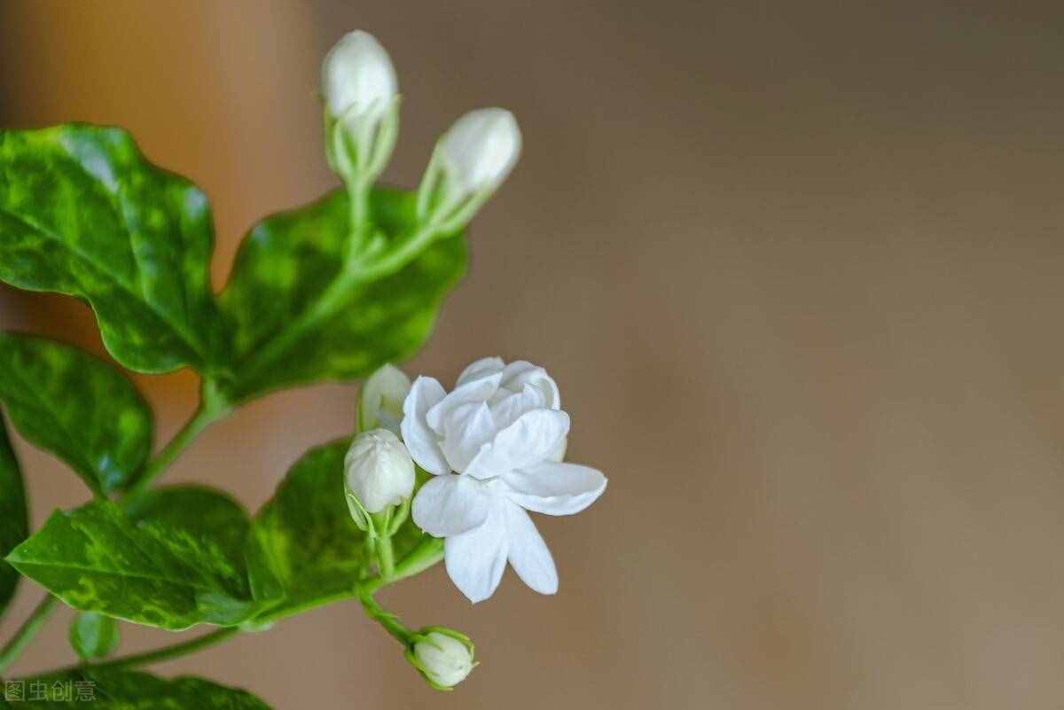 養(yǎng)茉莉也要用心，記住3要點，才能花開爆盆