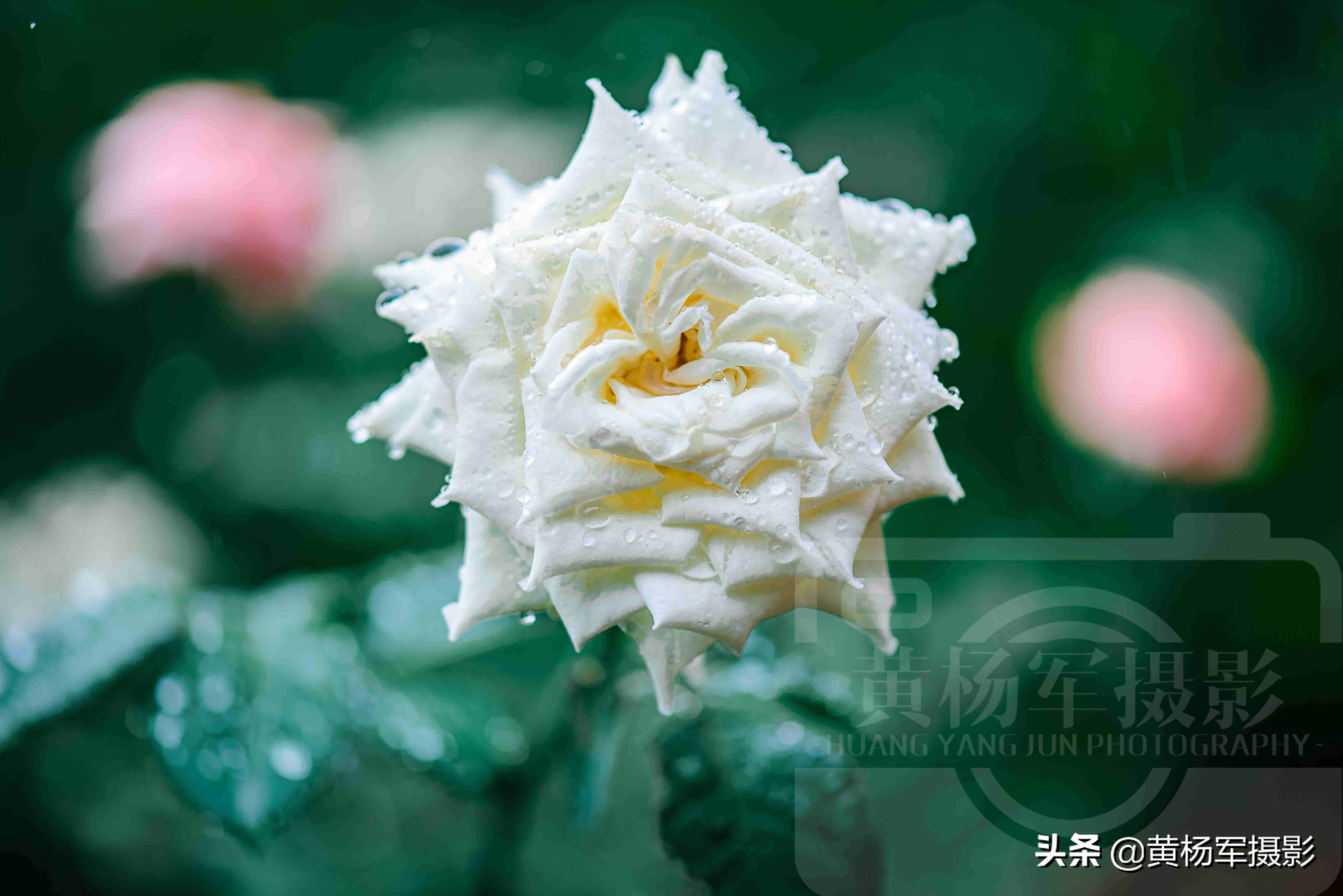夏雨中嬌艷多姿的玫瑰花，芬芳的花朵非常漂亮，嫵媚絢麗的薔薇科
