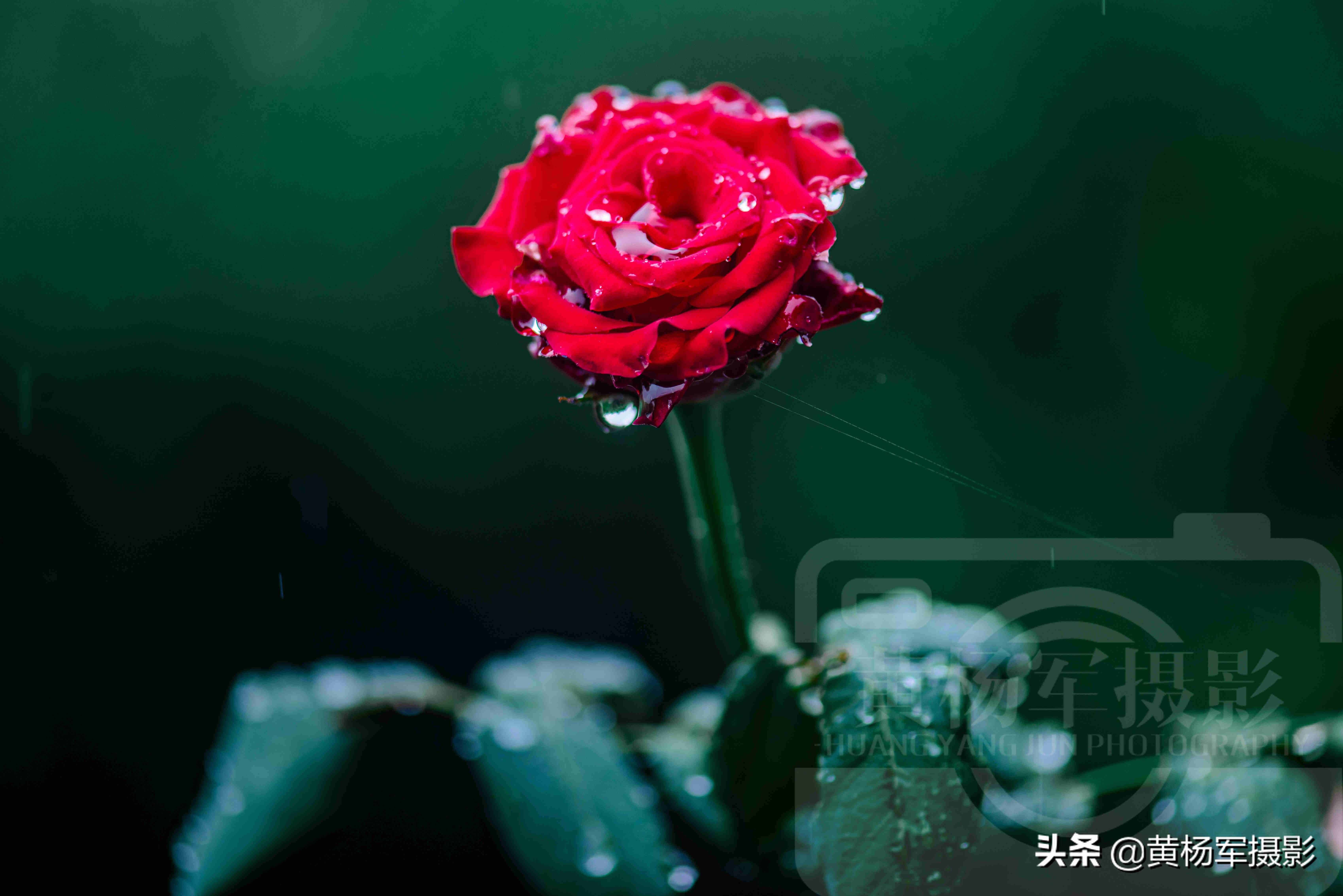夏雨中嬌艷多姿的玫瑰花，芬芳的花朵非常漂亮，嫵媚絢麗的薔薇科