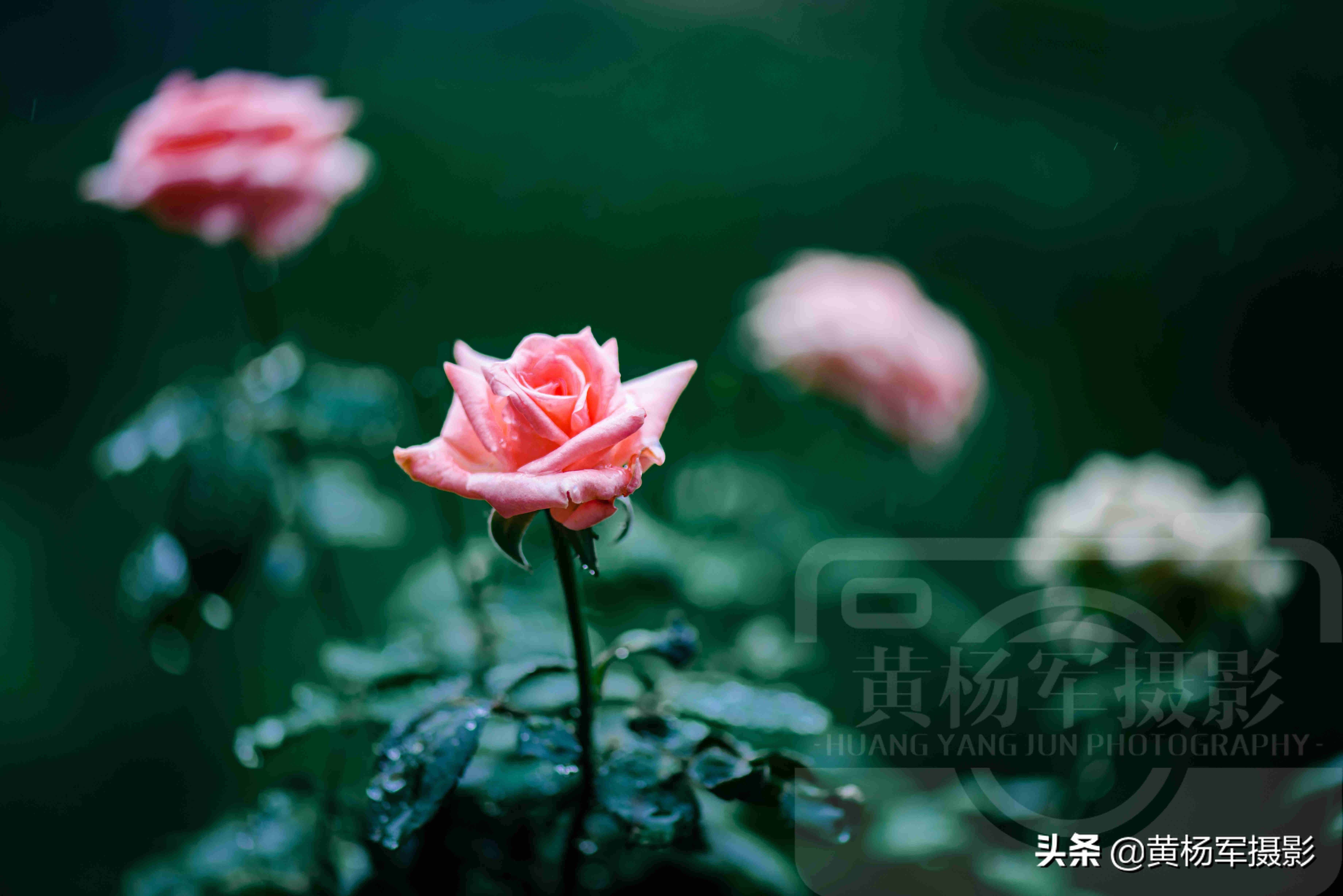 夏雨中嬌艷多姿的玫瑰花，芬芳的花朵非常漂亮，嫵媚絢麗的薔薇科