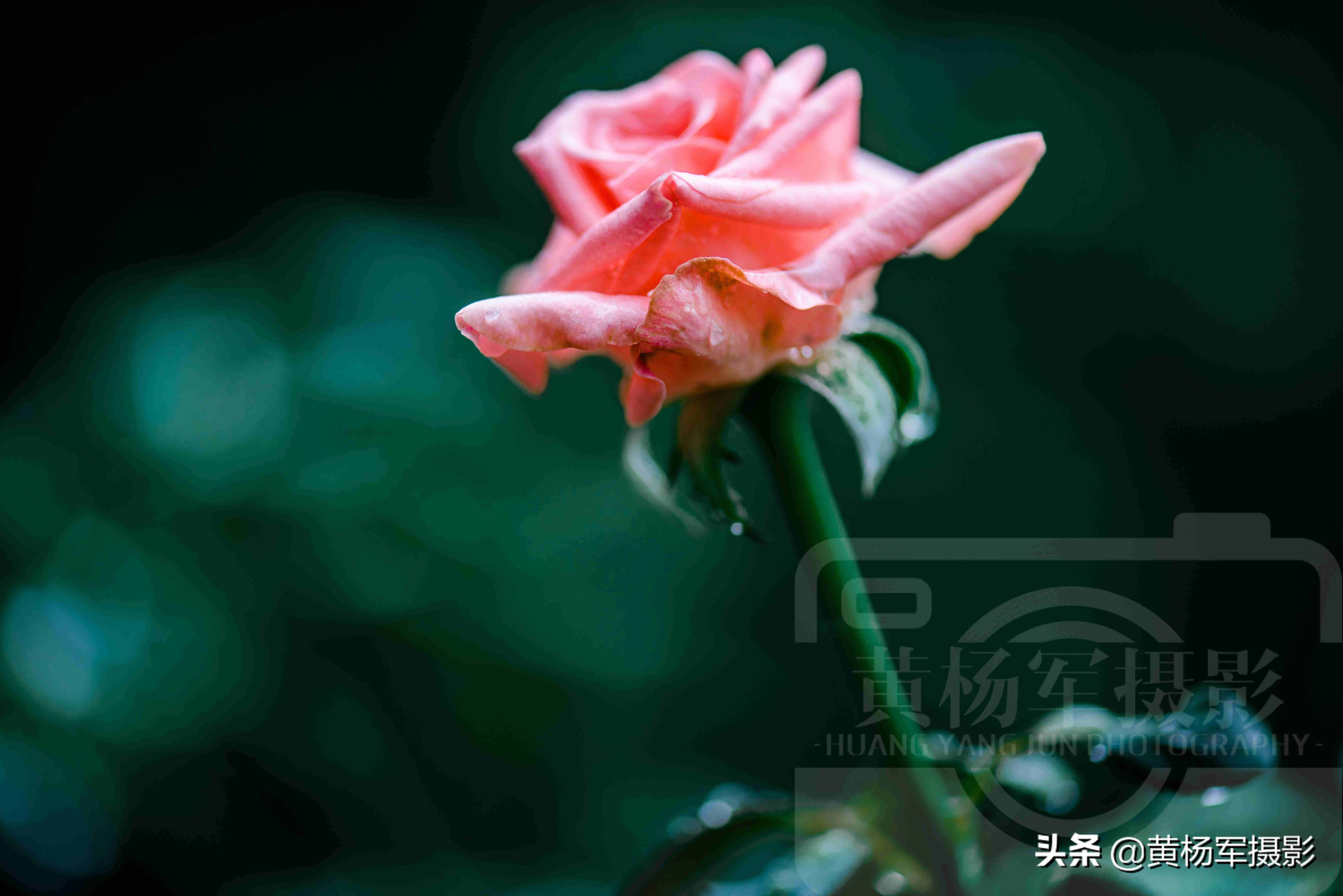 夏雨中嬌艷多姿的玫瑰花，芬芳的花朵非常漂亮，嫵媚絢麗的薔薇科