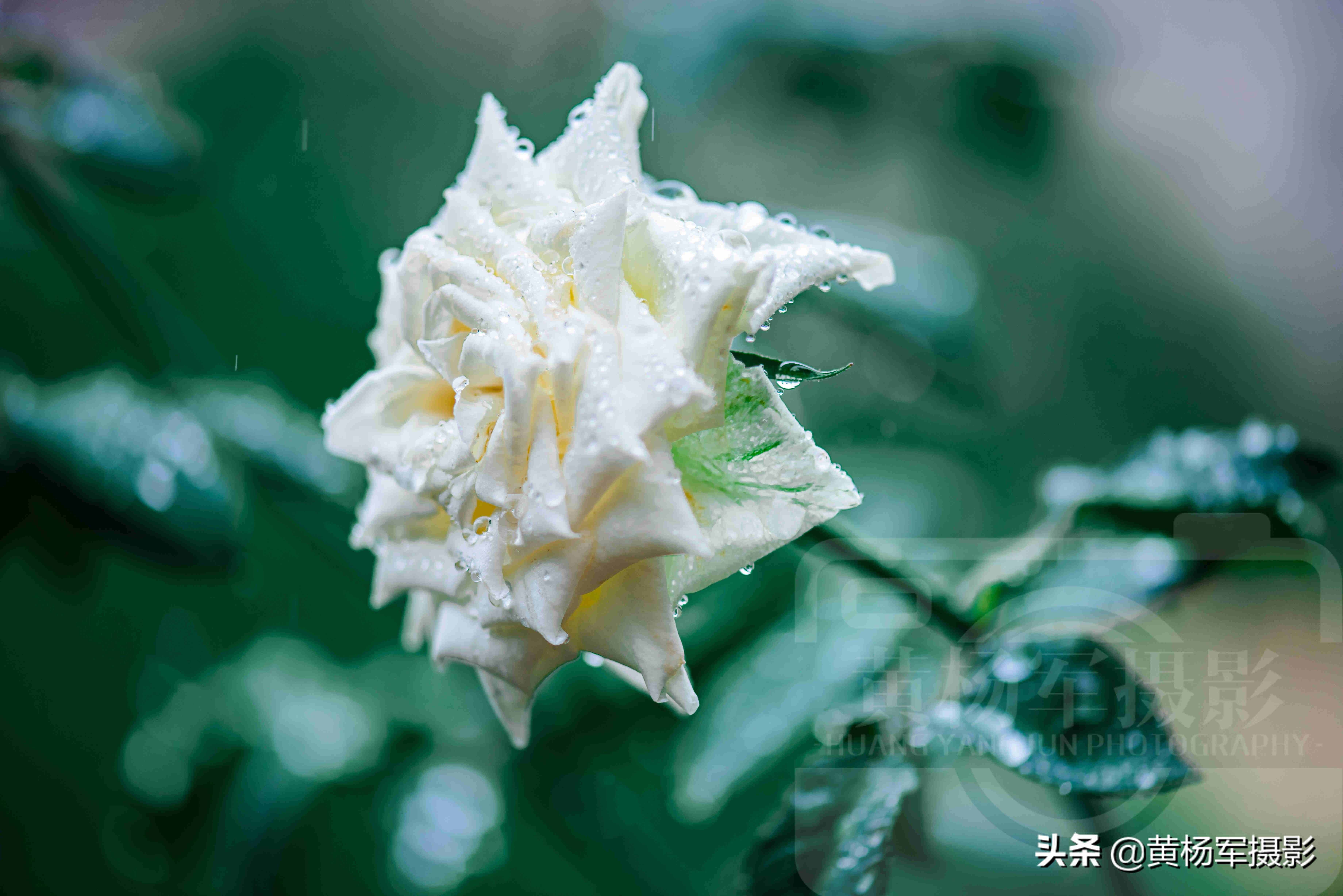 夏雨中嬌艷多姿的玫瑰花，芬芳的花朵非常漂亮，嫵媚絢麗的薔薇科