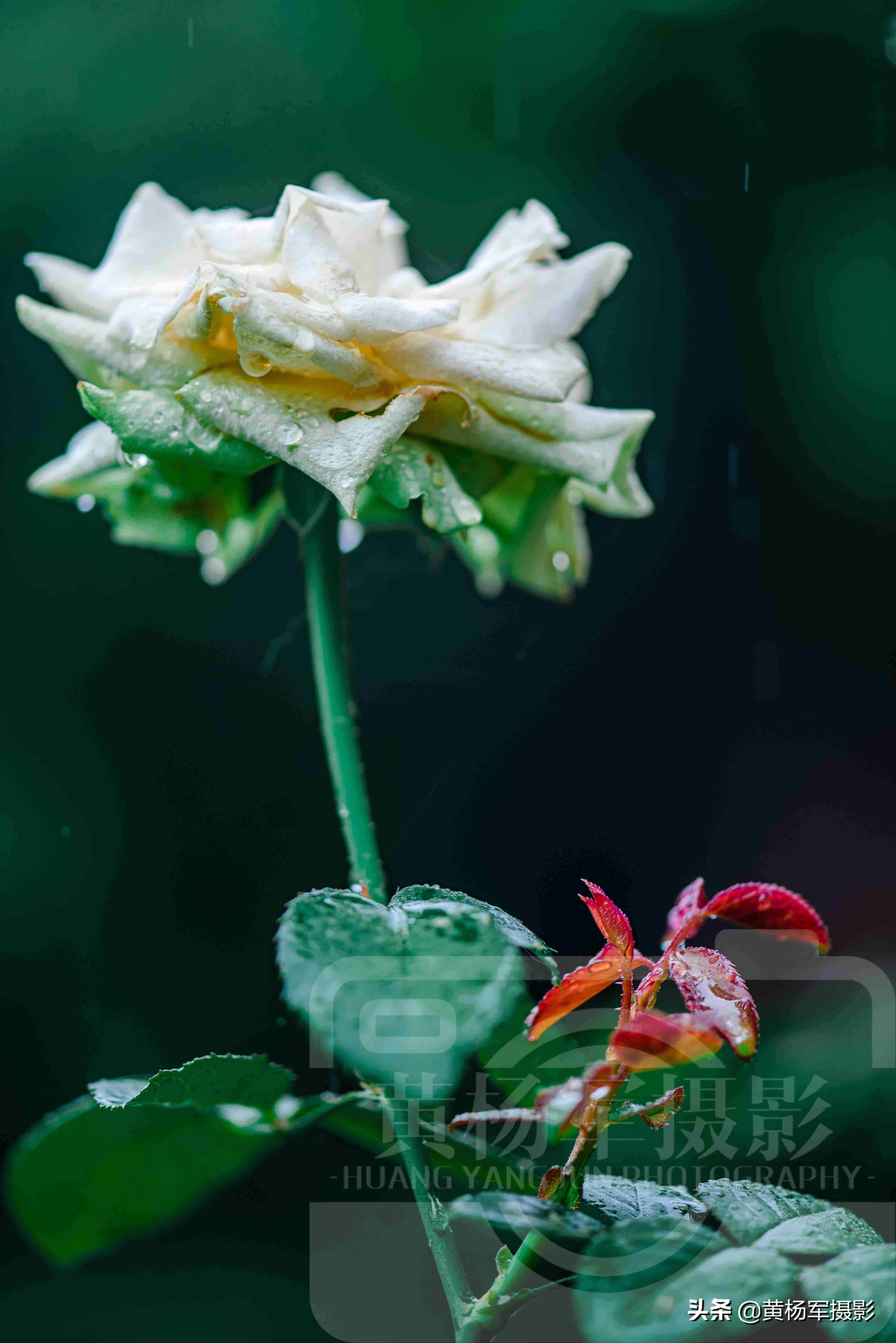 夏雨中嬌艷多姿的玫瑰花，芬芳的花朵非常漂亮，嫵媚絢麗的薔薇科