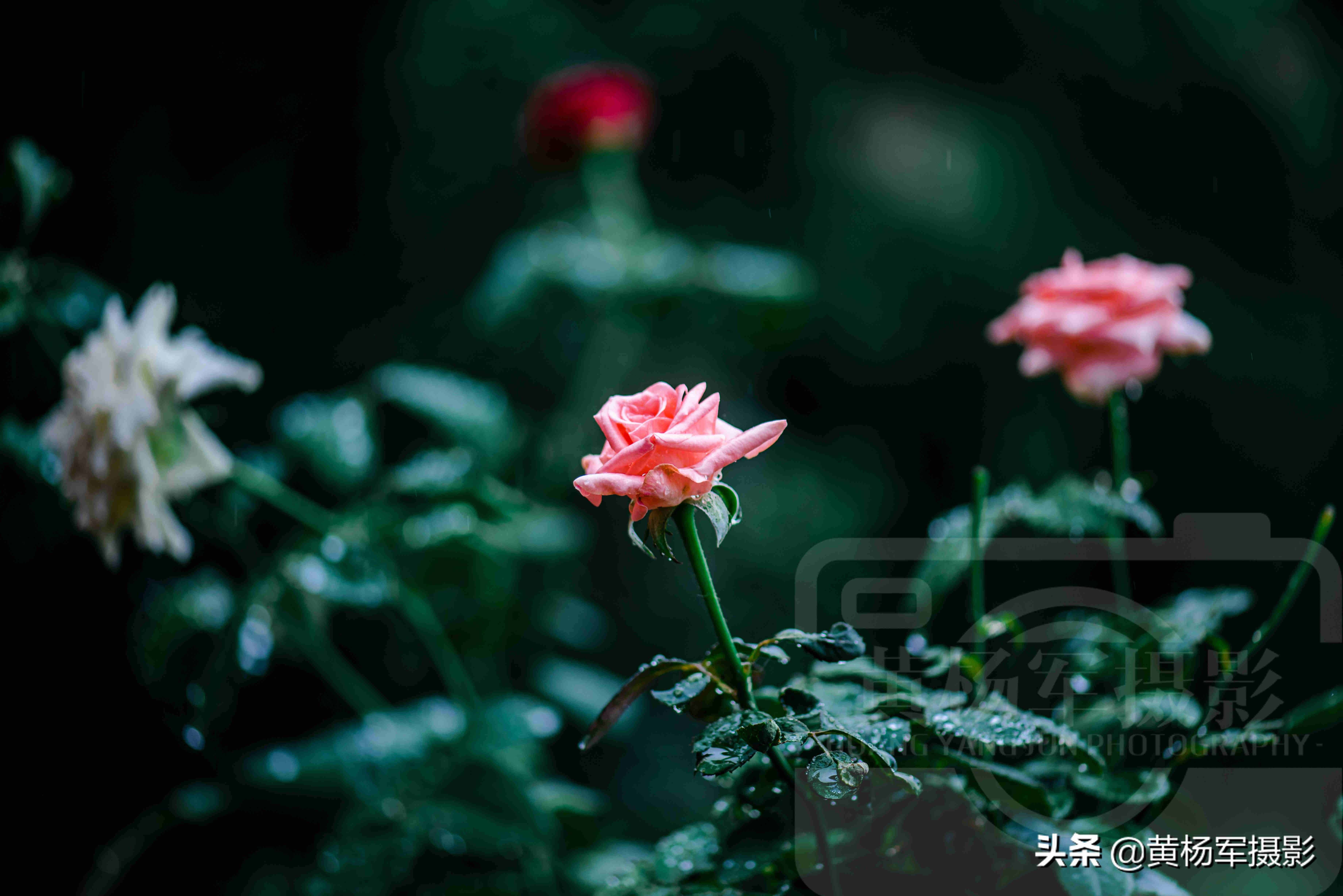 夏雨中嬌艷多姿的玫瑰花，芬芳的花朵非常漂亮，嫵媚絢麗的薔薇科