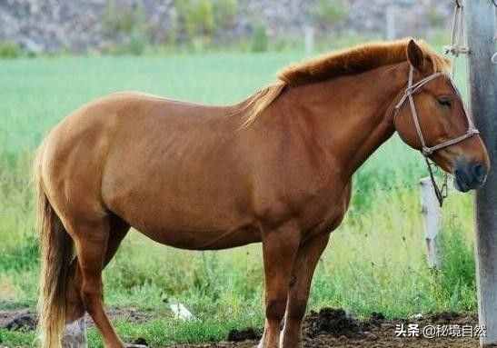 馬是一種古老的動(dòng)物，但你知道馬是如何睡覺的嗎?
