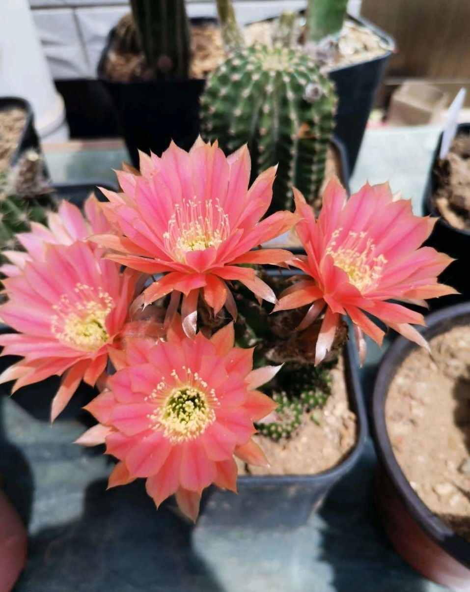 八種會(huì)開花的仙人球，每年花開好幾次，美麗又好養(yǎng)，新手也能種