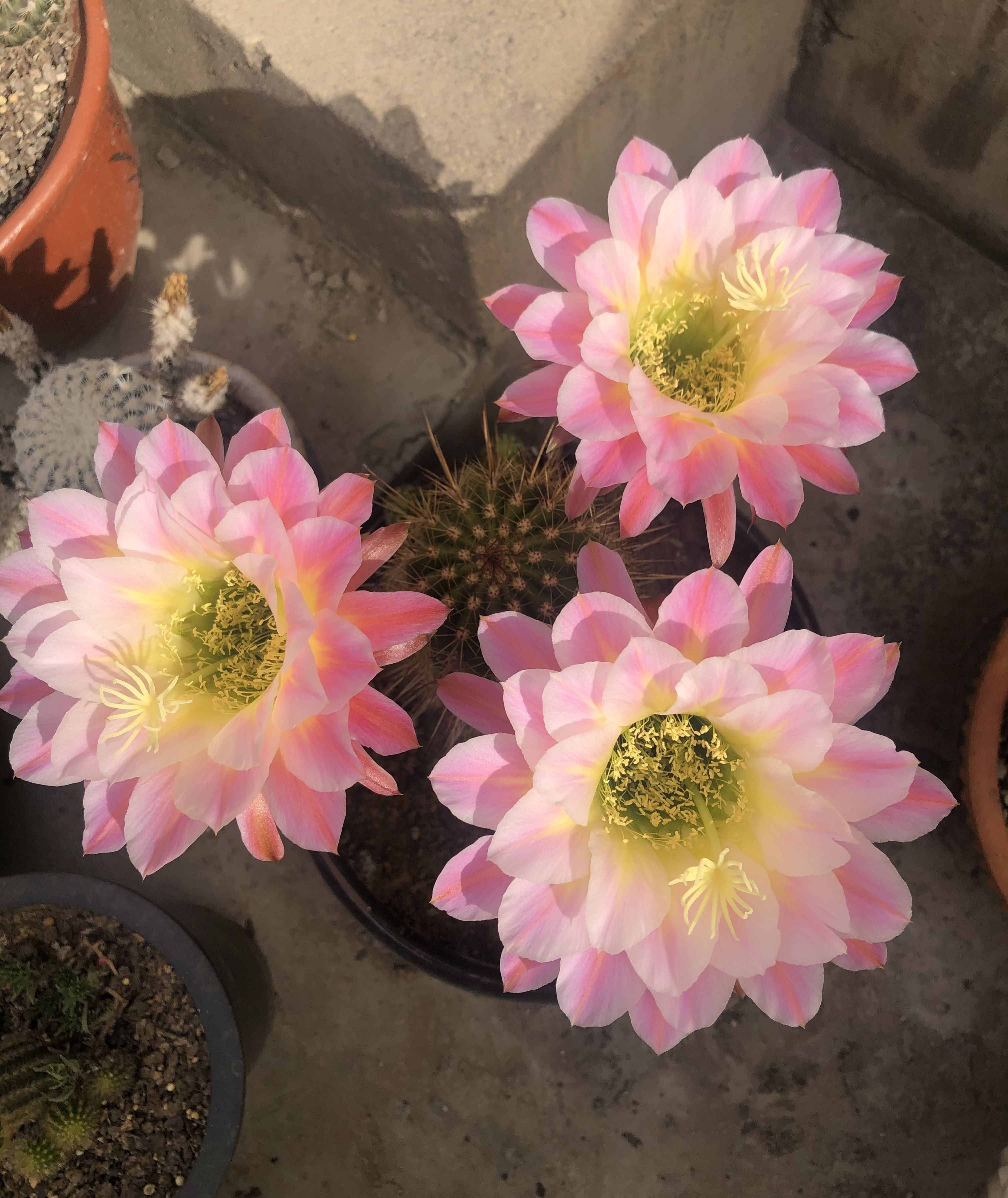 八種會(huì)開花的仙人球，每年花開好幾次，美麗又好養(yǎng)，新手也能種