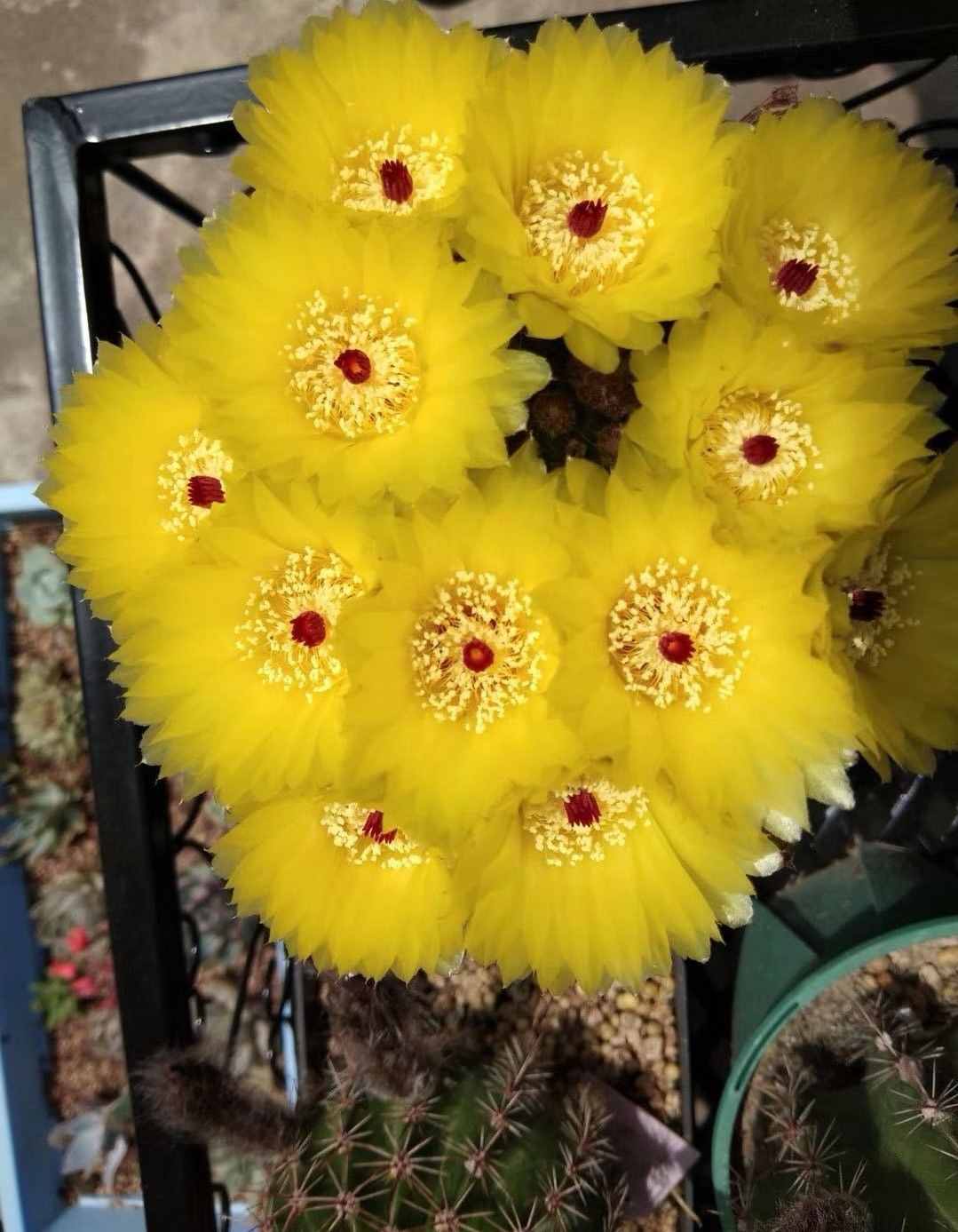 八種會(huì)開花的仙人球，每年花開好幾次，美麗又好養(yǎng)，新手也能種