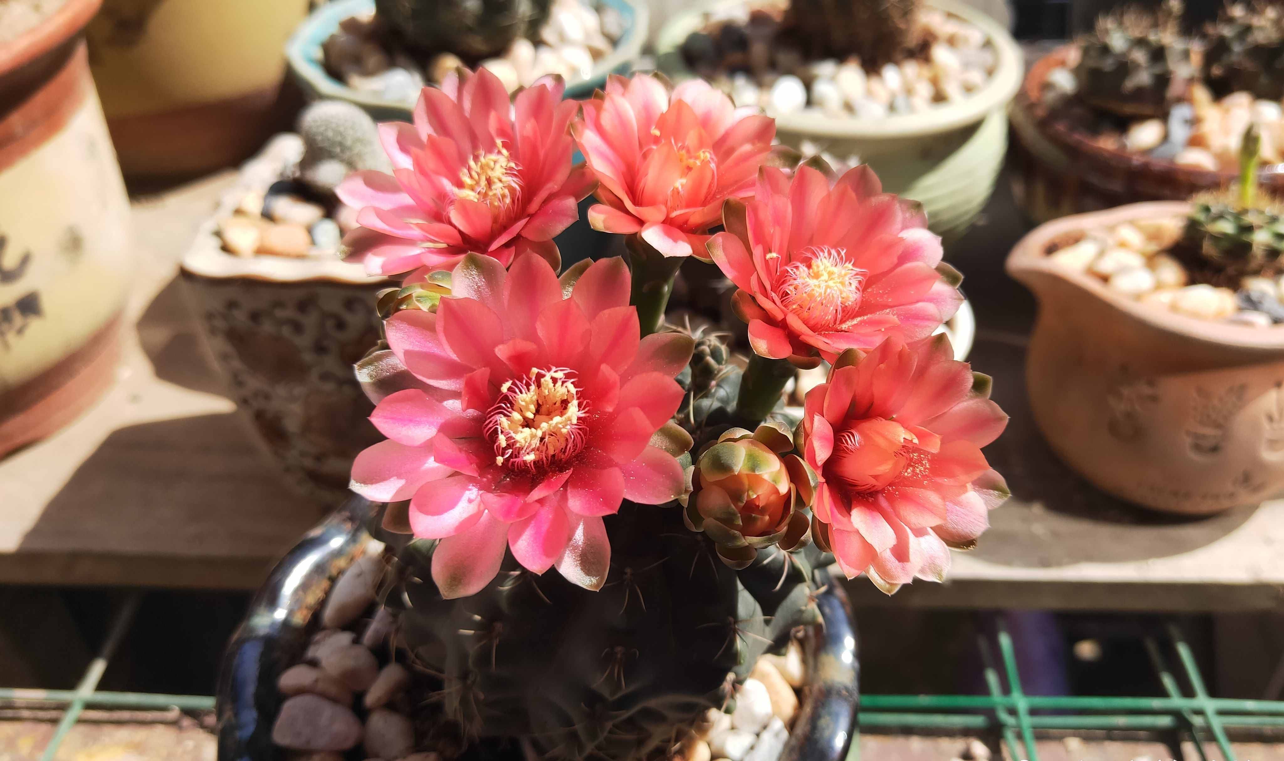 八種會(huì)開花的仙人球，每年花開好幾次，美麗又好養(yǎng)，新手也能種